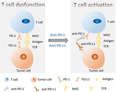 Research progress of biomarkers in the prediction of anti-PD-1/PD-L1 immunotherapeutic efficiency in lung cancer